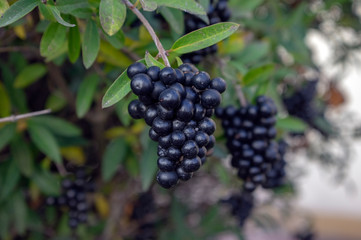 Ligustrum vulgare ripened black berries fruits, shrub branches with leaves