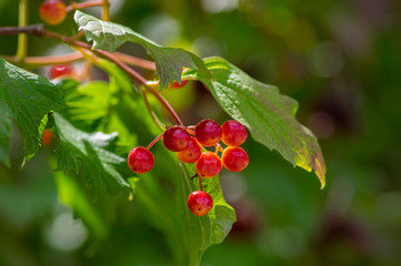 Viburnum opulus berries ornamental park tree with beautiful ripening fruits, deciduous shrub with green leaves on branches