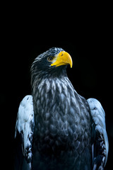 Head portrait of a Steller's sea eagle (Latin: Haliaeetus pelagicus) a large diurnal bird of prey. Majestic bird with dangerous bright yellow beak looking imperiously at photographer.