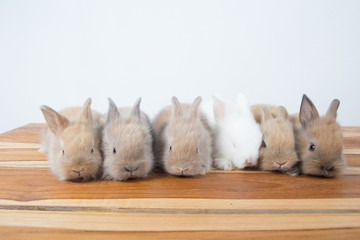 Young baby rabbits, fluffy cute adorable small Netherlands' dwarfs rabbit on wooden table or floor...