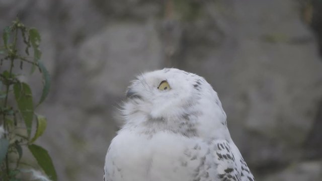Snowy owl (Bubo scandiacus or Nyctea scandiaca) sitting on a stick.