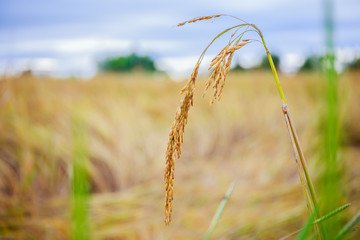 Close up of black glutinous rice paddy in rice field