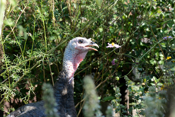 Funny turkeys walking in the vegetable garden among tomatoes and other greens closeup