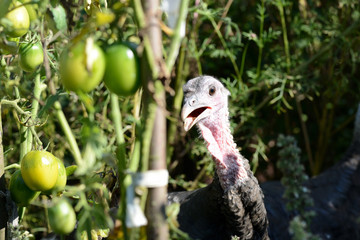 Funny turkeys walking in the vegetable garden among tomatoes and other greens closeup