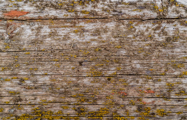 Wooden texture background. A lot of cracks on the board. Surface covered old paint, mold and moss. Colorful beautiful texture. Blue, orange, green, brown and yellow colors