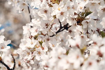 Sakura cherry tree blossoms white flowers