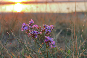 Wildflowers on a background of bright sunset.
