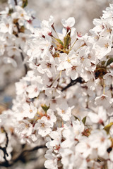 Sakura cherry tree blossoms white flowers