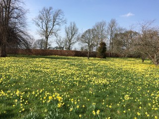 Obraz premium Low angle view of field of daffodils during Spring time in UK