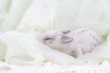 Baby beautiful bunny sleeping on blanket. Adorable newborn rabbit taking a nap. Young pet rabbit is a cute  and friendly friend