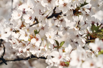 Sakura cherry tree blossoms white flowers