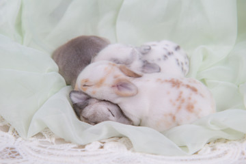 Baby beautiful bunny sleeping on blanket. Adorable newborn rabbit taking a nap. Young pet rabbit is a cute  and friendly friend
