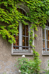 Fototapeta na wymiar Wall with a window of the building with climbing greenery in the Friedrichshain district of Berlin, Germany