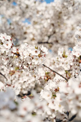 Sakura cherry tree blossoms white flowers