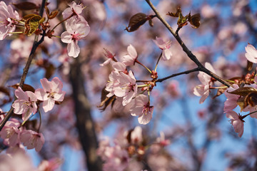 Sakura cherry tree blossoms pink flowers