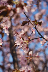 Sakura cherry tree blossoms pink flowers