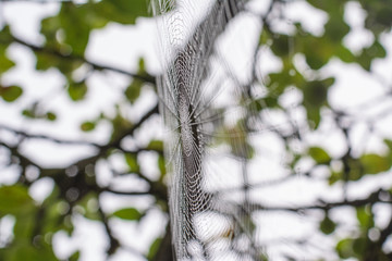 Dewy spider net in the tree