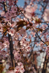 Sakura cherry tree blossoms pink flowers