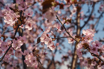 Sakura cherry tree blossoms pink flowers