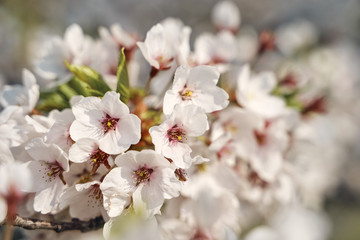 Sakura cherry tree blossoms white flowers