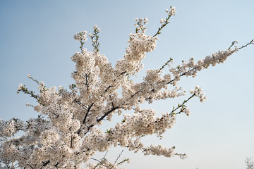 Sakura cherry tree blossoms white flowers