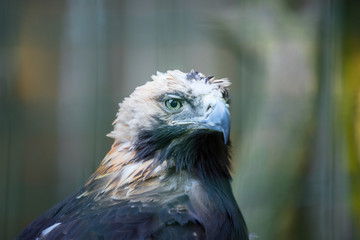Portrait of the golden eagle (Latin: Aquila chrysaetos), one of the best-known birds of prey in the Northern Hemisphere. Majestic head of the beautiful hunter. Estonia, North Europe