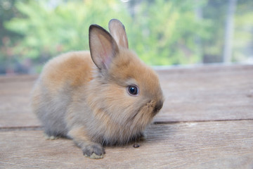 Brown cute baby rabbit on wood table. Adorable young bunny in lovely action. Famous small pet.