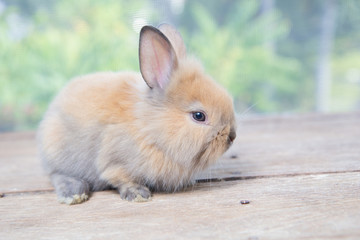Brown cute baby rabbit on wood table. Adorable young bunny in lovely action. Famous small pet.