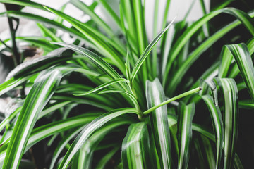 chlorophytum home plant