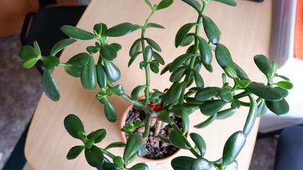 green plant in a pot