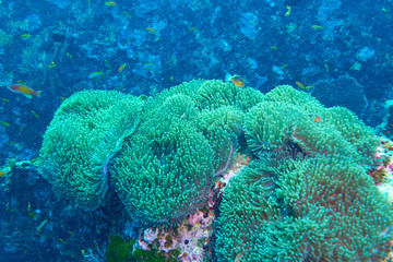 Coral reef