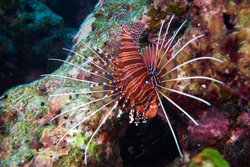 Lion fish