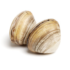 fresh raw Surf clam on white background