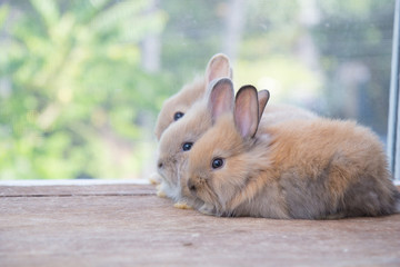 Brown cute baby rabbit on wood table. Adorable young bunny in lovely action. Famous small pet.