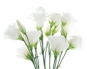 white lisianthus flower on white background
