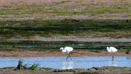 aigrette garsette 