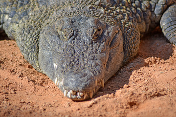 crocodile in zoo