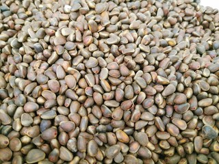 Pine nuts in shells. Close-up photo of nuts