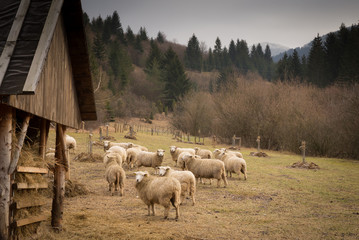 Sheep on pasture, Slovakia