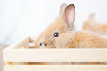 Brown cute baby rabbit on wood table. Adorable young bunny in lovely action. Famous small pet.