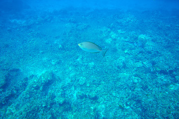 Java Rabbitfish