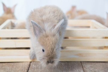 Obraz premium Brown cute baby rabbit on wood table. Adorable young bunny in lovely action. Famous small pet.