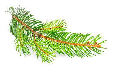 Small branch of Christmas tree (Picea abies, spruce, false spruce). Isolated on white background.