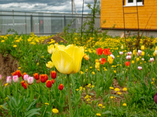 yellow Tulip in spring on a garden plot, Russia.