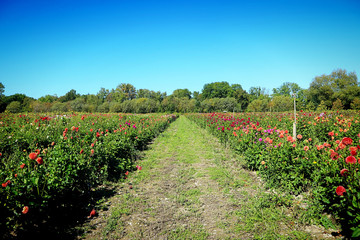 Summer view of colorful dahlias intensive cultivation in Bavaria, flowers ready to be cut for the floral market