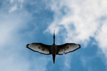 a sacred black and white ibis flying with fully spread wings in the blue sky