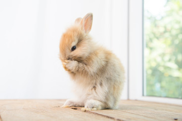 Obraz premium Brown cute baby rabbit on wood table. Adorable young bunny in lovely action. Famous small pet.