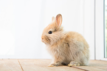 Brown cute baby rabbit on wood table. Adorable young bunny in lovely action. Famous small pet.