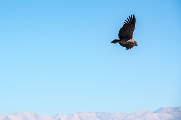 condor in flight
