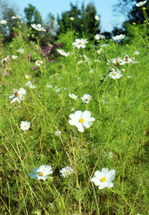 Summer meadow in Bavaria countryside full of beautiful white daisy wildflowers